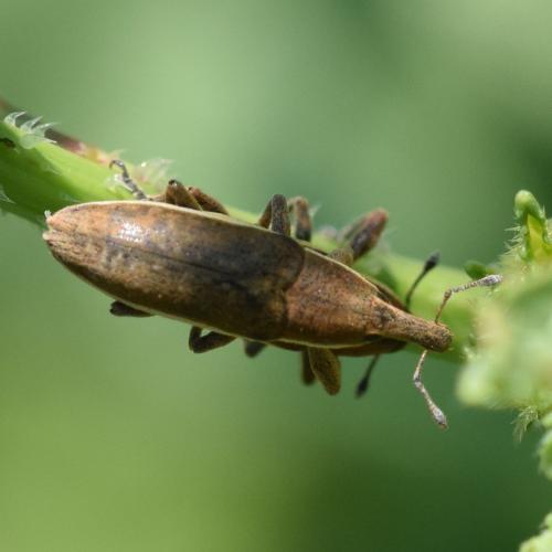 Réf. 334 621 : Lixus sp.